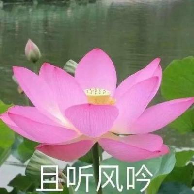像素战场大逃杀手游下载